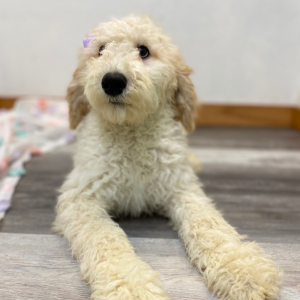 Poodle Puppy Elissa