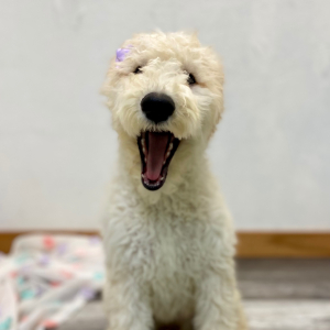 Poodle Puppy Elissa