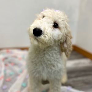 Poodle Puppy Elissa