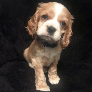 Cocker Spaniel Puppy Snickers