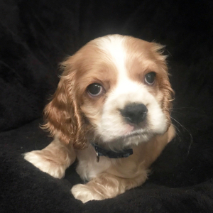 Cocker Spaniel Puppy Snickers