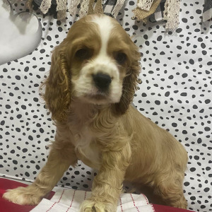 Cocker Spaniel Puppy Snickers