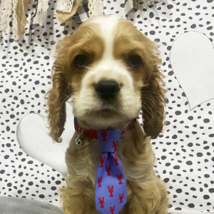 Cocker Spaniel Puppy Snickers