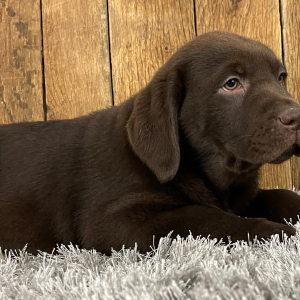 Labrador Retriever Puppy Stu