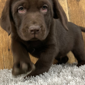 Labrador Retriever Puppy Stu