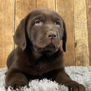 Labrador Retriever Puppy Stu