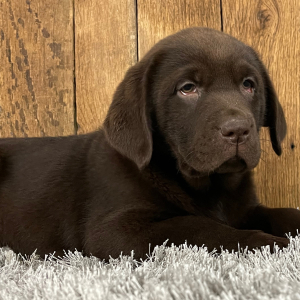 Labrador Retriever Puppy Stu