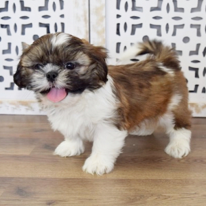 Shih Tzu Puppy Dallas