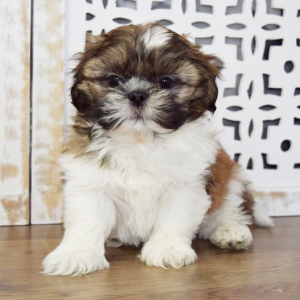 Shih Tzu Puppy Dallas
