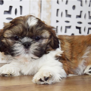 Shih Tzu Puppy Dallas