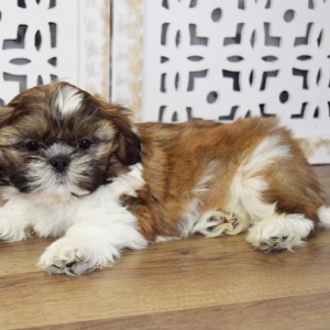 Shih Tzu Puppy Dallas