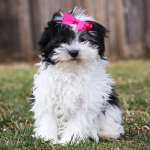 Havanese Puppy Evelyn