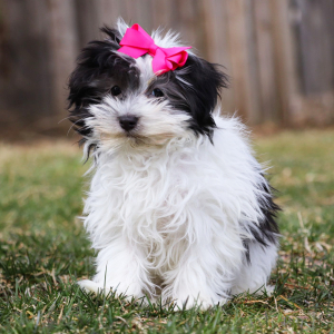 Havanese Puppy Evelyn