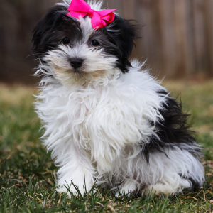 Havanese Puppy Evelyn