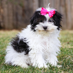 Havanese Puppy Evelyn