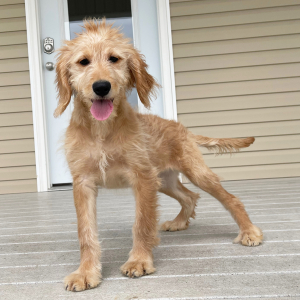 Goldendoodle Puppy Holly