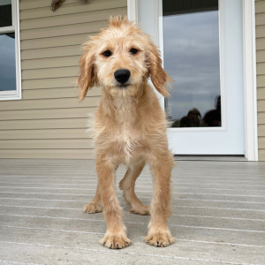 Goldendoodle Puppy Holly
