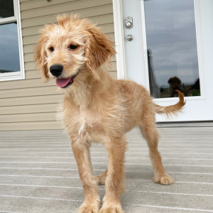 Goldendoodle Puppy Holly