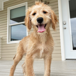 Goldendoodle Puppy Holly