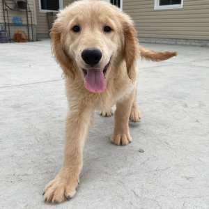 Golden Retriever Puppy Greg