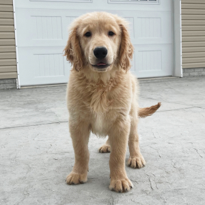 Golden Retriever Puppy Greg