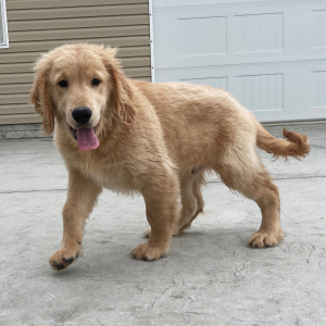 Golden Retriever Puppy Greg