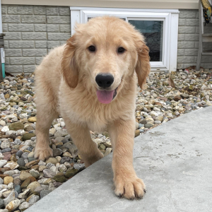 Golden Retriever Puppy Greg