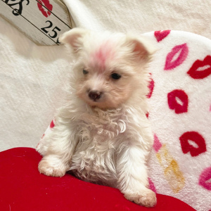 Pomapoo Puppy Janessa