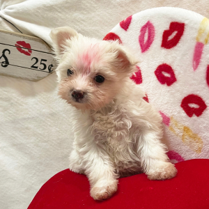 Pomapoo Puppy Janessa