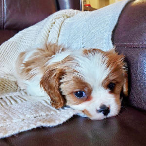 Cavalier King Charles Spaniel Puppy Holland