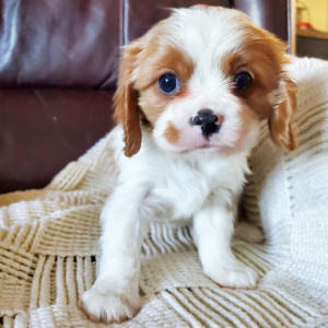 Cavalier King Charles Spaniel Puppy Holland