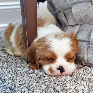 Cavalier King Charles Spaniel Puppy Holland