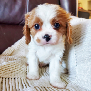 Cavalier King Charles Spaniel Puppy Holland