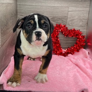 Victorian Bulldog Puppy Savannah