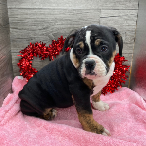 Victorian Bulldog Puppy Savannah