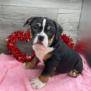 Victorian Bulldog Puppy Savannah