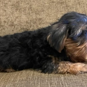 Yorkshire Terrier Puppy Bo