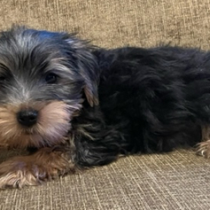 Yorkshire Terrier Puppy Bo