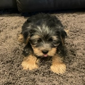 Yorkshire Terrier Puppy Bo