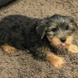 Yorkshire Terrier Puppy Bo