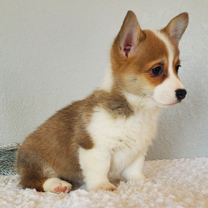 Pembroke Welsh Corgi Puppy Lucy