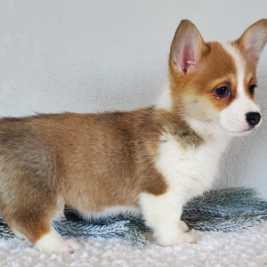 Pembroke Welsh Corgi Puppy Lucy