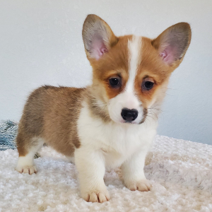 Pembroke Welsh Corgi Puppy Lucy