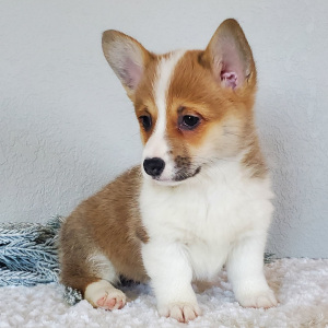 Pembroke Welsh Corgi Puppy Lucy