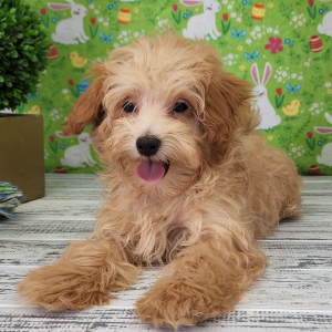 Maltipoo Puppy Myles