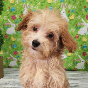 Maltipoo Puppy Myles