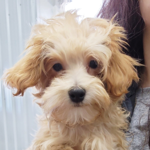 Maltipoo Puppy Myles