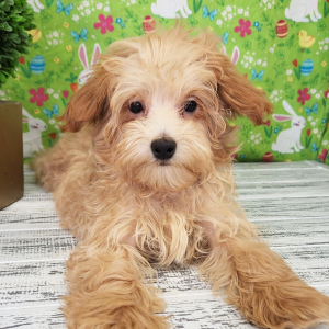 Maltipoo Puppy Myles