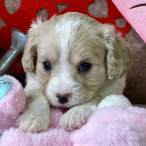 Cavapoo Puppy Carina
