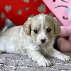 Cavapoo Puppy Carina